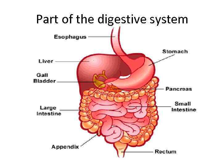 Part of the digestive system 