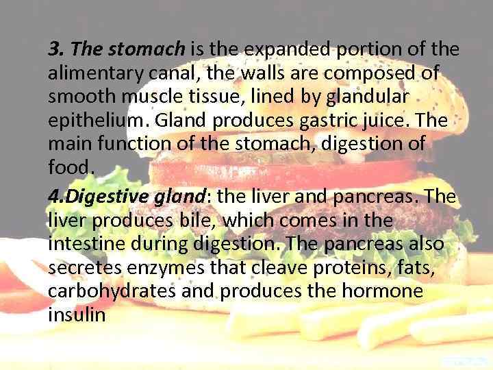 3. The stomach is the expanded portion of the alimentary canal, the walls are