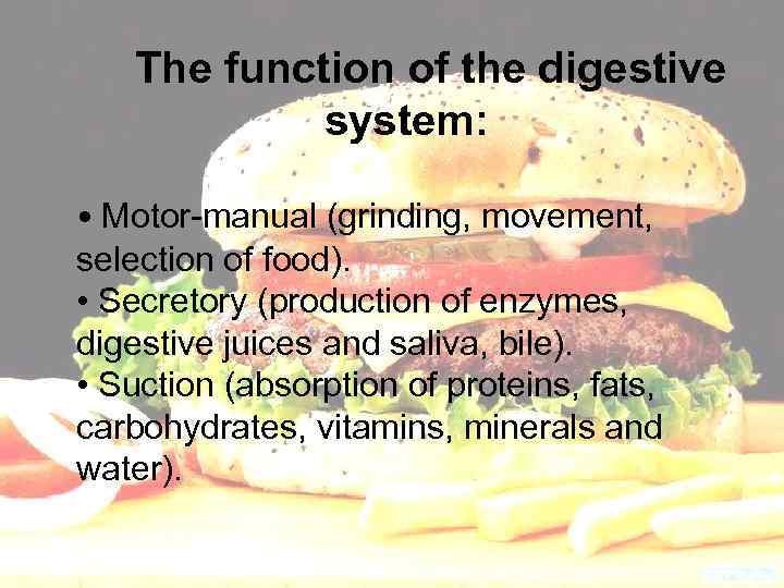 The function of the digestive system: • Motor-manual (grinding, movement, selection of food). •