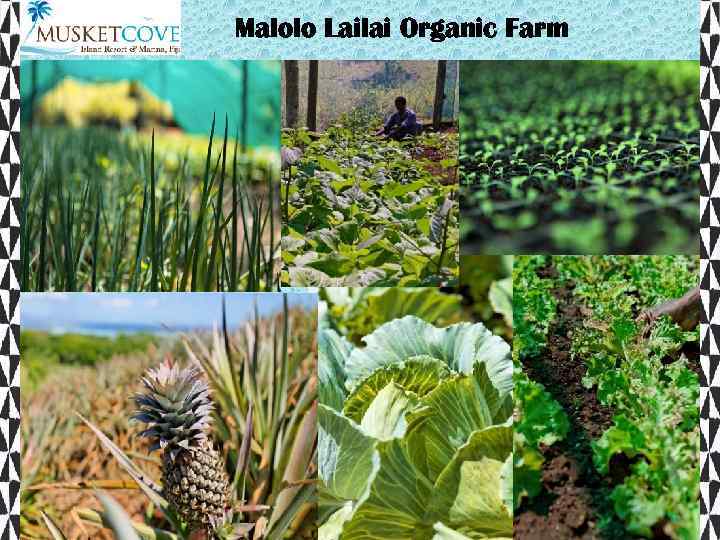 Malolo Lailai Organic Farm 