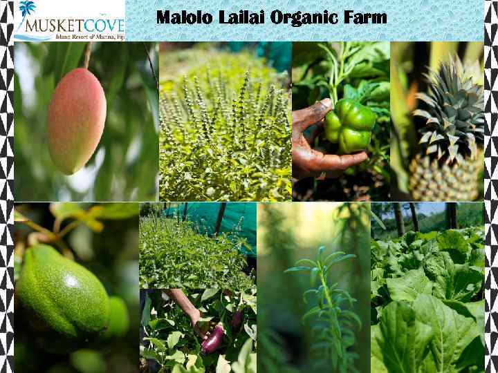 Malolo Lailai Organic Farm 