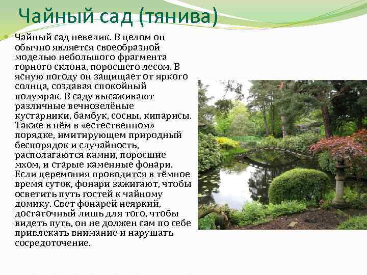 Чайный сад (тянива) Чайный сад невелик. В целом он обычно является своеобразной моделью небольшого