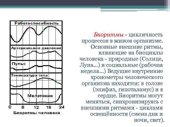 Биоритмы цикличность процессов в живом организме. Основные внешние ритмы, влияющие на биоциклы человека природные