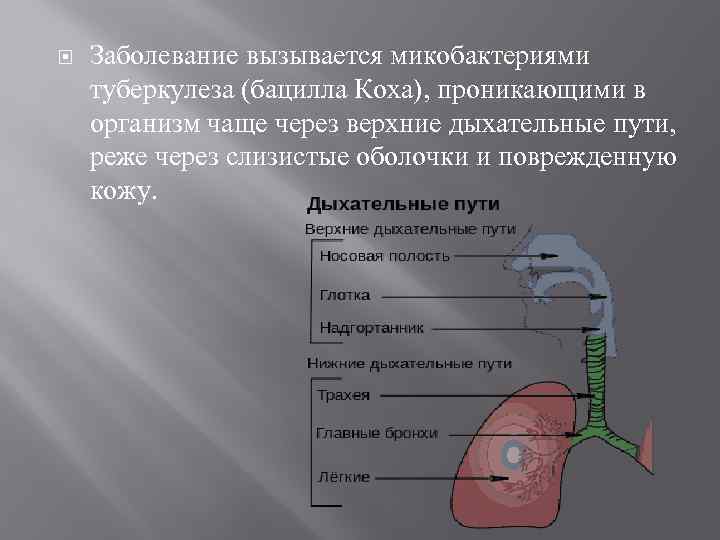  Заболевание вызывается микобактериями туберкулеза (бацилла Коха), проникающими в организм чаще через верхние дыхательные