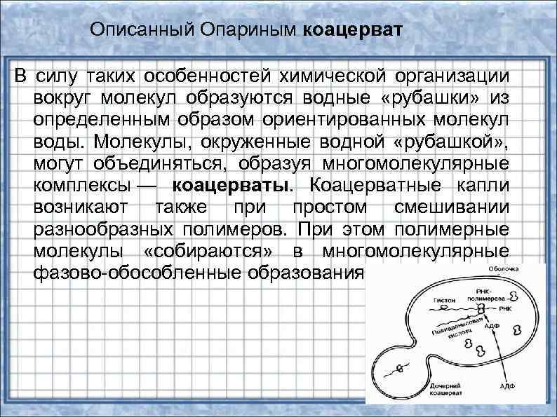 Описанный Опариным коацерват В силу таких особенностей химической организации вокруг молекул образуются водные «рубашки»