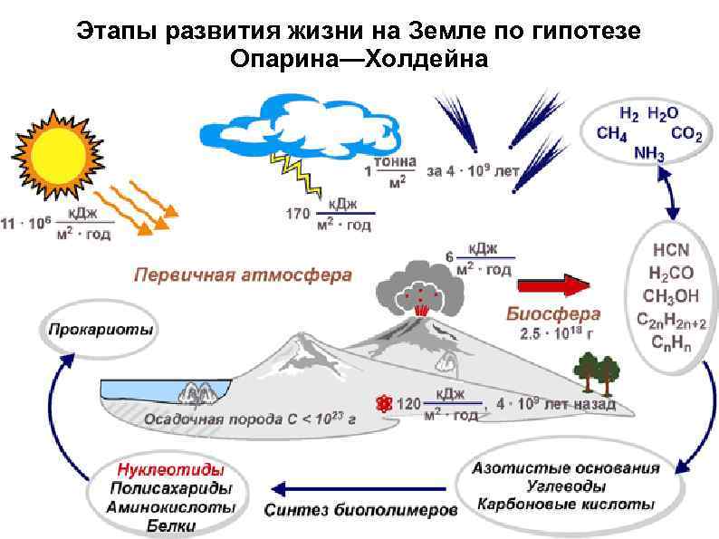 Этапы развития жизни на Земле по гипотезе Опарина—Холдейна 