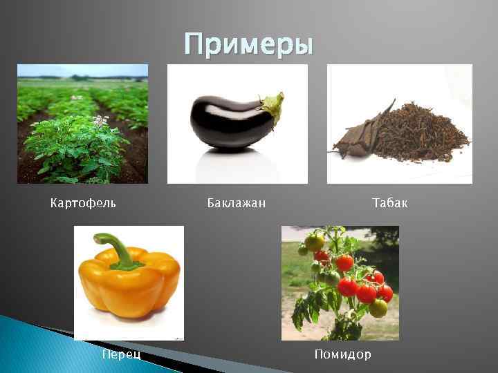 Примеры Картофель Перец Баклажан Табак Помидор 