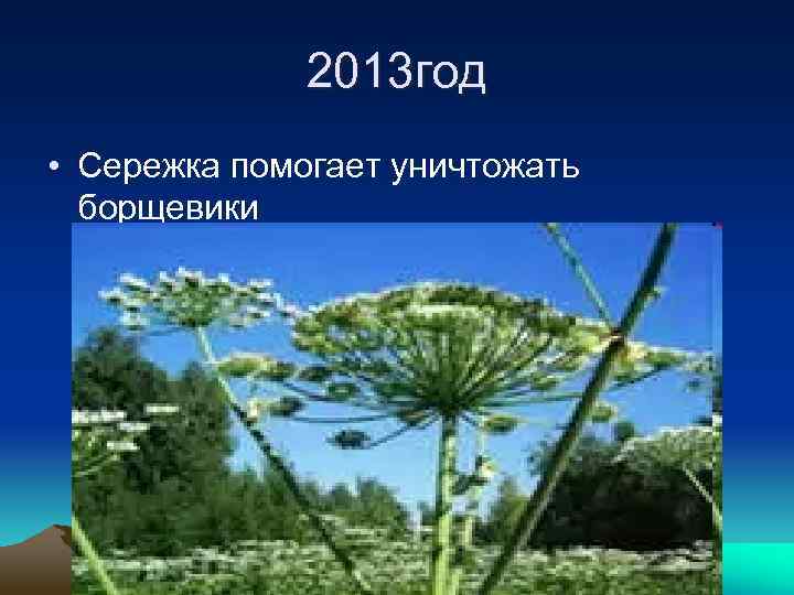 2013 год • Сережка помогает уничтожать борщевики 