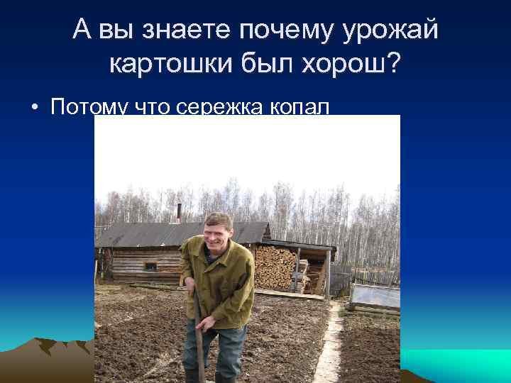 А вы знаете почему урожай картошки был хорош? • Потому что сережка копал 