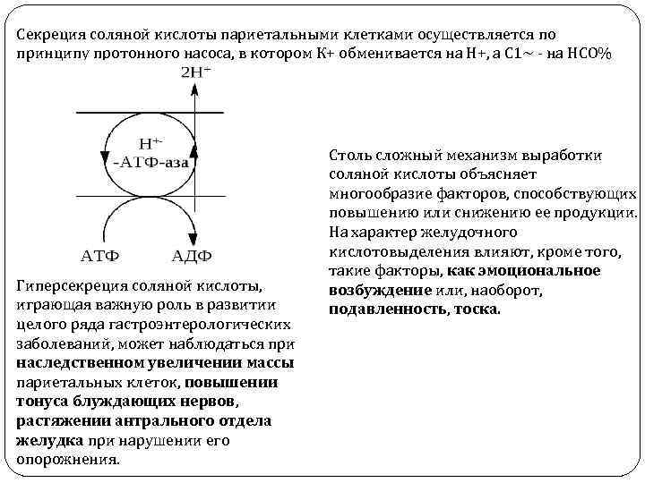Секреция соляной кислоты париетальными клетками осуществляется по принципу протонного насоса, в котором К+ обменивается