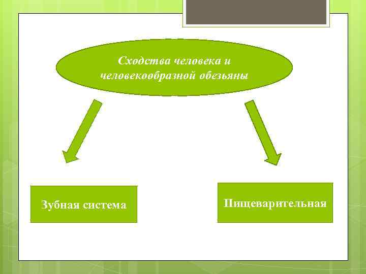 Сходства человека и человекообразной обезьяны Зубная система Пищеварительная 