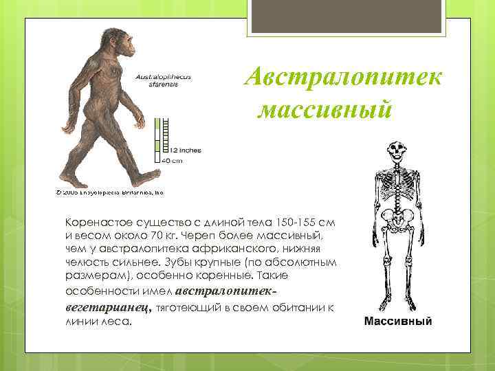 Австралопитек массивный Коренастое существо с длиной тела 150 -155 см и весом около 70