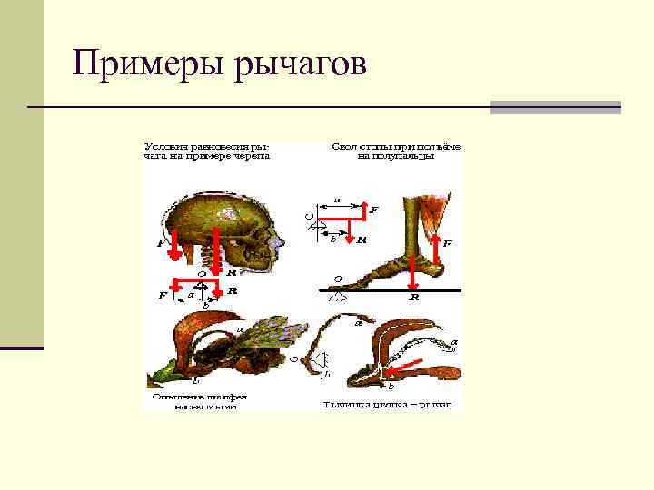 Примеры рычагов 