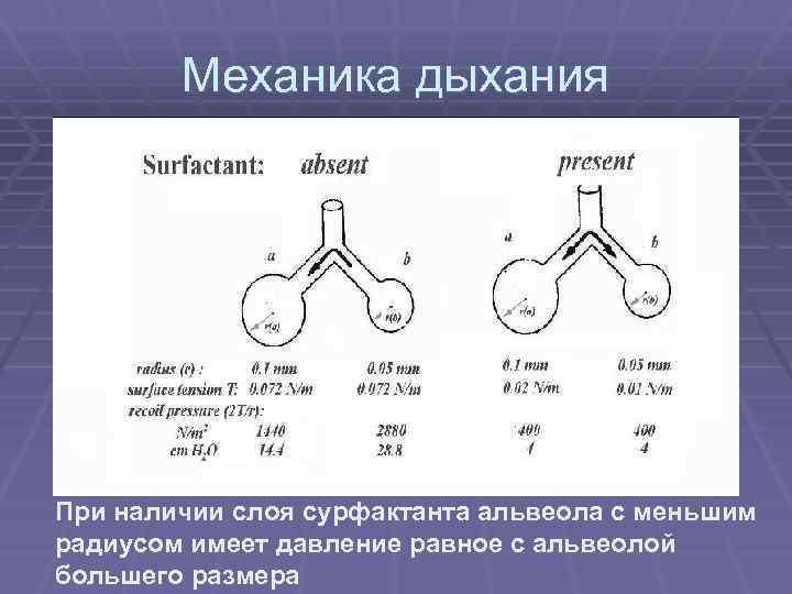 Акт дыхания. Механика дыхания физиология. Механика дыхательных движений. Закономерности механики дыхания. Сурфактант физиология дыхания.