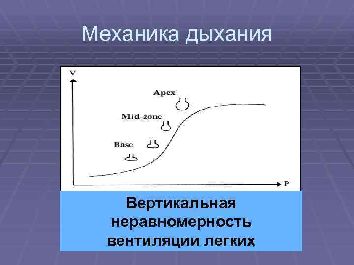 Механика дыхания Вертикальная неравномерность вентиляции легких 