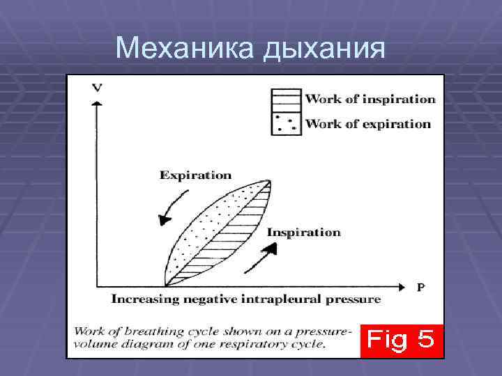Механика дыхания 