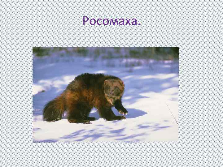 Росомаха. 