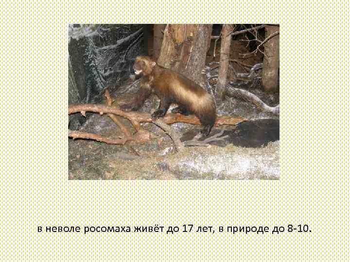  в неволе росомаха живёт до 17 лет, в природе до 8 -10. 