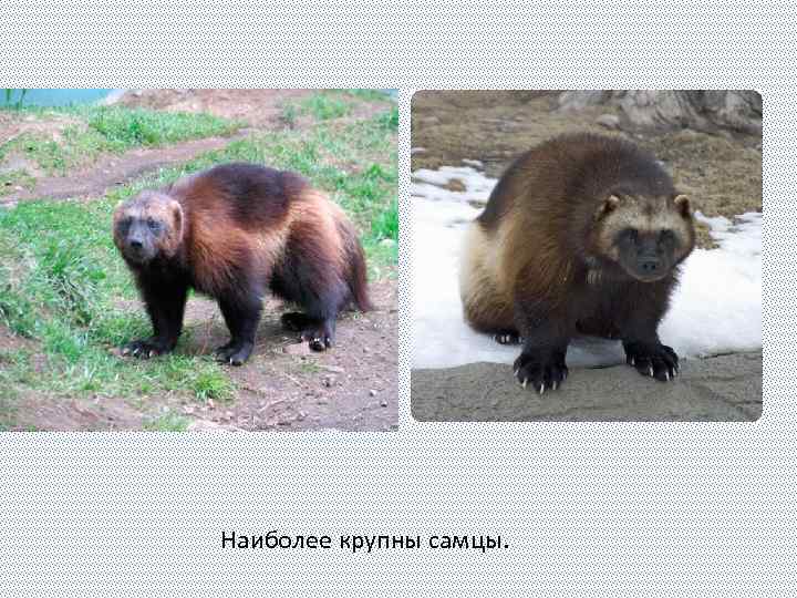  Наиболее крупны самцы. 