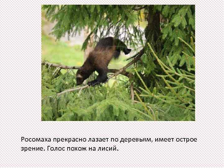 Росомаха прекрасно лазает по деревьям, имеет острое зрение. Голос похож на лисий. 