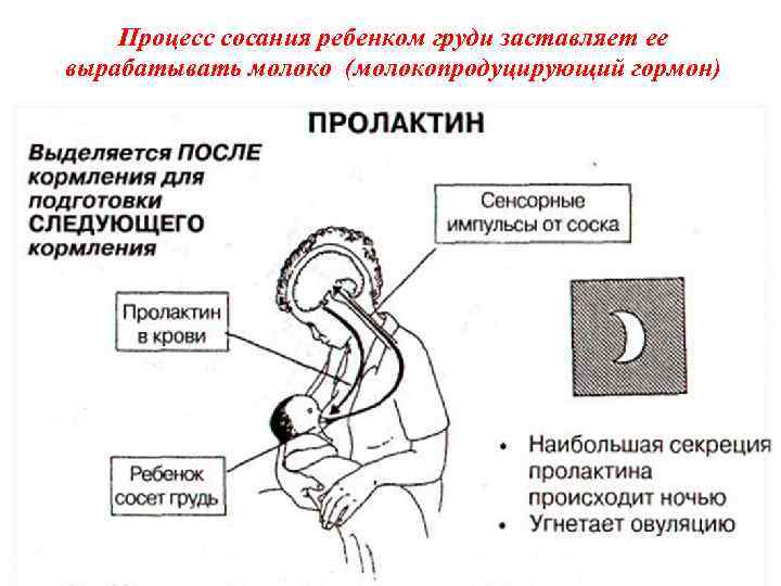 Время сосания груди