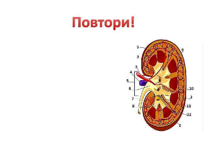 Почечная лоханка рисунок