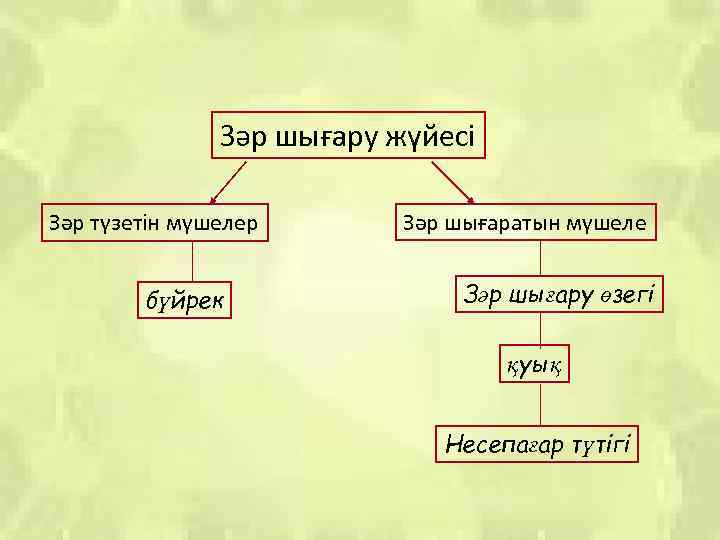 Әйел жыныс мүшелерінің анатомиясы презентация