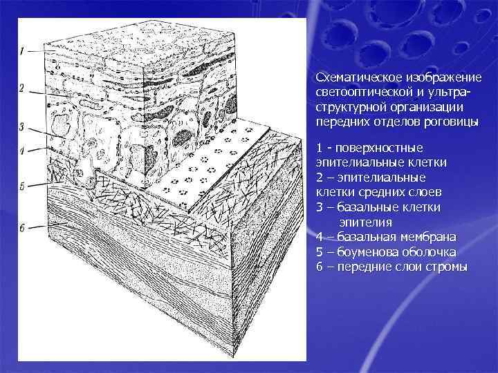 Схематическое изображение светооптической и ультраструктурной организации передних отделов роговицы 1 - поверхностные эпителиальные клетки