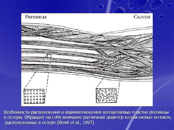 Особенности расположения и взаимоотношения коллагеновых пластин роговицы и склеры. Обращает на себя внимание различный