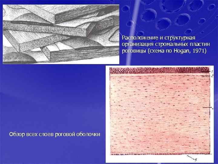 Расположение и структурная организация стромальных пластин роговицы (cхема по Hogan, 1971) Обзор всех слоев