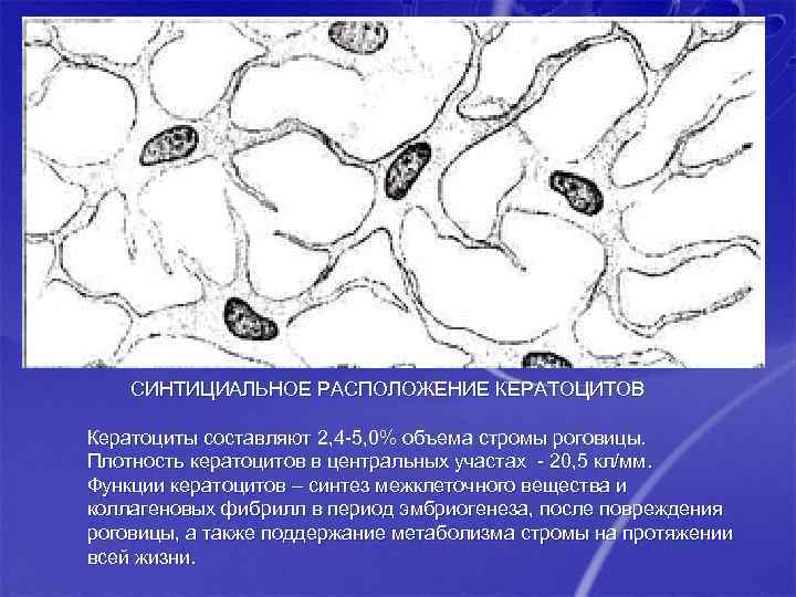 СИНТИЦИАЛЬНОЕ РАСПОЛОЖЕНИЕ КЕРАТОЦИТОВ Кератоциты составляют 2, 4 -5, 0% объема стромы роговицы. Плотность кератоцитов