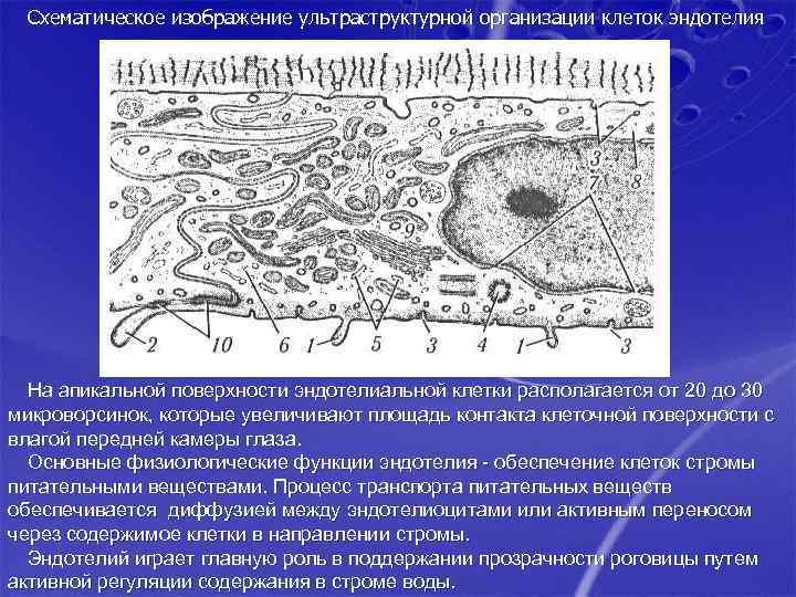 Схематическое изображение ультраструктурной организации клеток эндотелия На апикальной поверхности эндотелиальной клетки располагается от 20