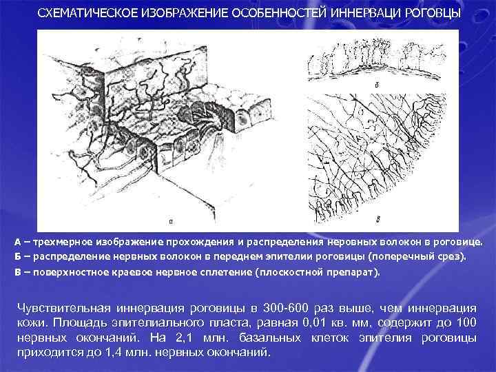 СХЕМАТИЧЕСКОЕ ИЗОБРАЖЕНИЕ ОСОБЕННОСТЕЙ ИННЕРВАЦИ РОГОВЦЫ А – трехмерное изображение прохождения и распределения неровных волокон