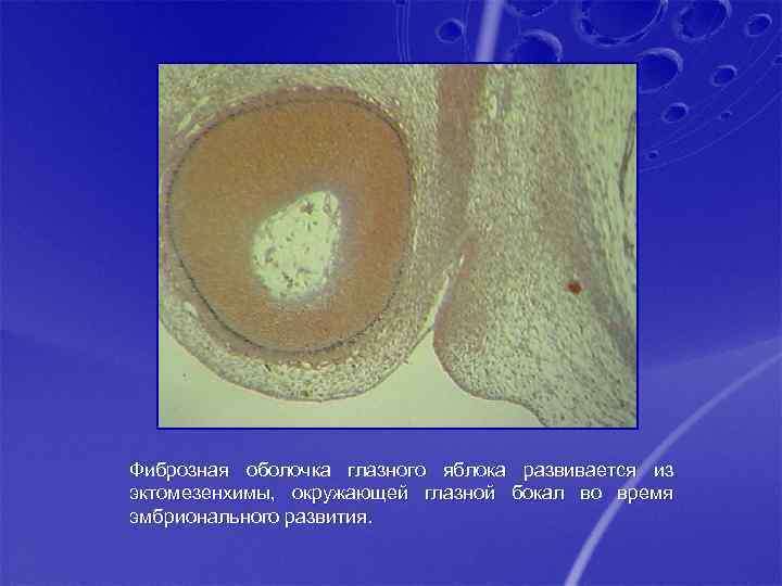 Фиброзная оболочка глазного яблока развивается из эктомезенхимы, окружающей глазной бокал во время эмбрионального развития.