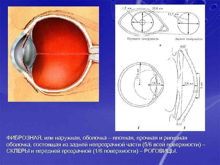 ФИБРОЗНАЯ, или наружная, оболочка – плотная, прочная и ригидная оболочка, состоящая из задней непрозрачной