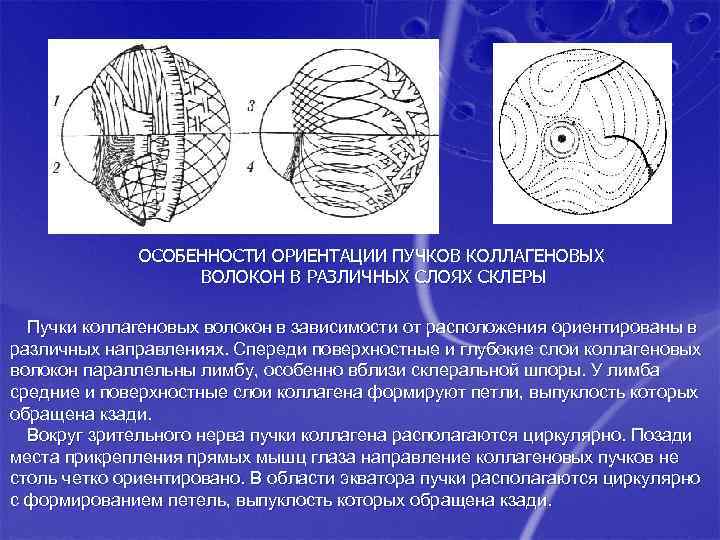 ОСОБЕННОСТИ ОРИЕНТАЦИИ ПУЧКОВ КОЛЛАГЕНОВЫХ ВОЛОКОН В РАЗЛИЧНЫХ СЛОЯХ СКЛЕРЫ Пучки коллагеновых волокон в зависимости