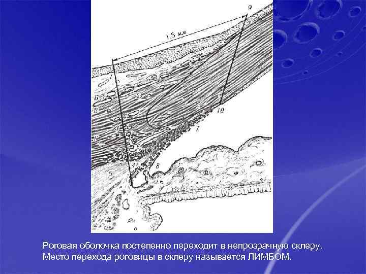 Роговая оболочка постепенно переходит в непрозрачную склеру. Место перехода роговицы в склеру называется ЛИМБОМ.