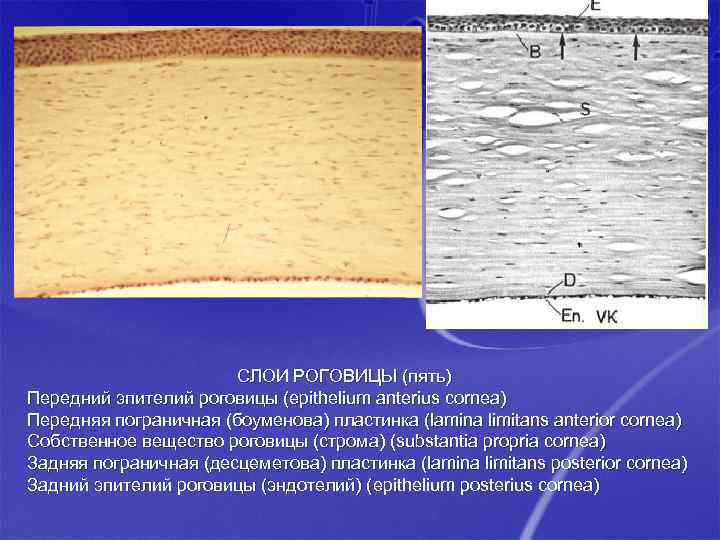 СЛОИ РОГОВИЦЫ (пять) Передний эпителий роговицы (epithelium anterius cornea) Передняя пограничная (боуменова) пластинка (lamina