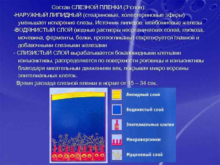 Состав СЛЕЗНОЙ ПЛЕНКИ (3 слоя): -НАРУЖНЫЙ ЛИПИДНЫЙ (стеариновые, холестериновые эфиры) уменьшает испарение слезы. Источник