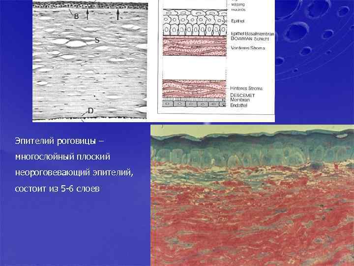 Эпителий роговицы – многослойный плоский неороговевающий эпителий, состоит из 5 -6 слоев 