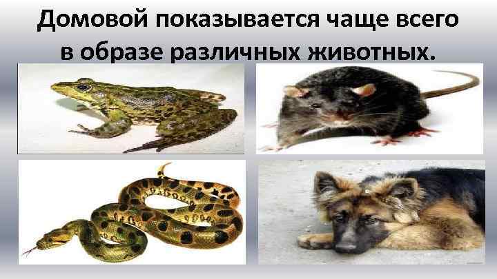 Домовой показывается чаще всего в образе различных животных. 