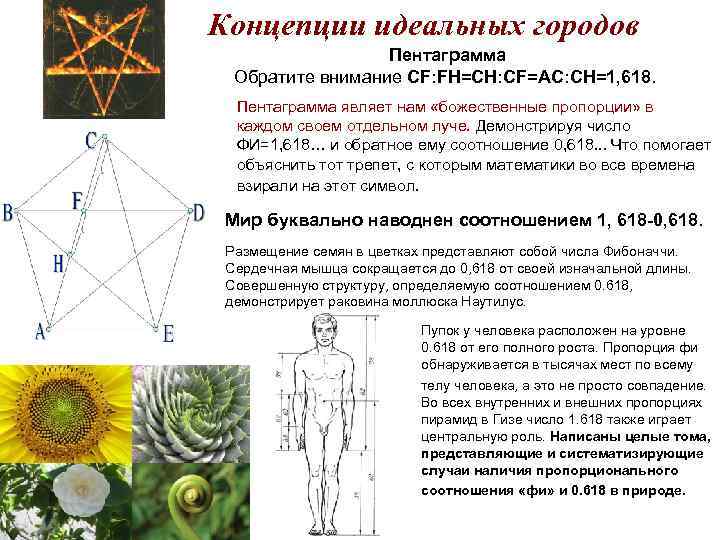 Проект божественная пропорция