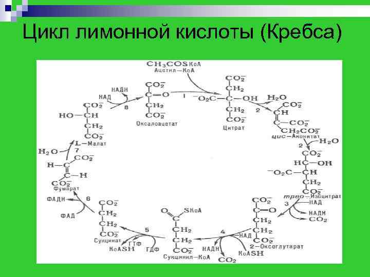 Цикл лимонной кислоты (Кребса) 