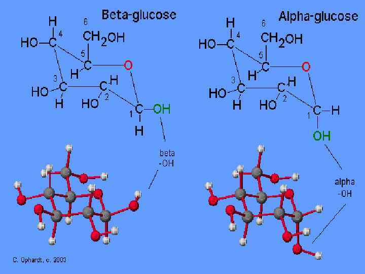 Kafedra Bioorganicheskoj Himii Bgmu Tema Lekcii 7 Monosaharidy