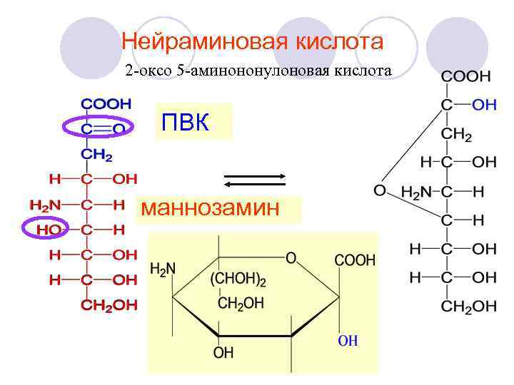 Нейраминовая кислота 2 -оксо 5 -аминононулоновая кислота ПВК маннозамин 