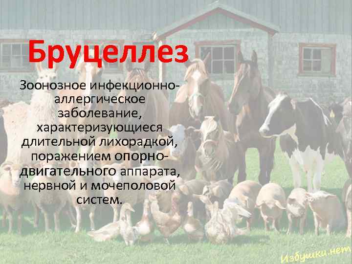 Бруцеллез Зоонозное инфекционноаллергическое заболевание, характеризующиеся длительной лихорадкой, поражением опорнодвигательного аппарата, нервной и мочеполовой систем.