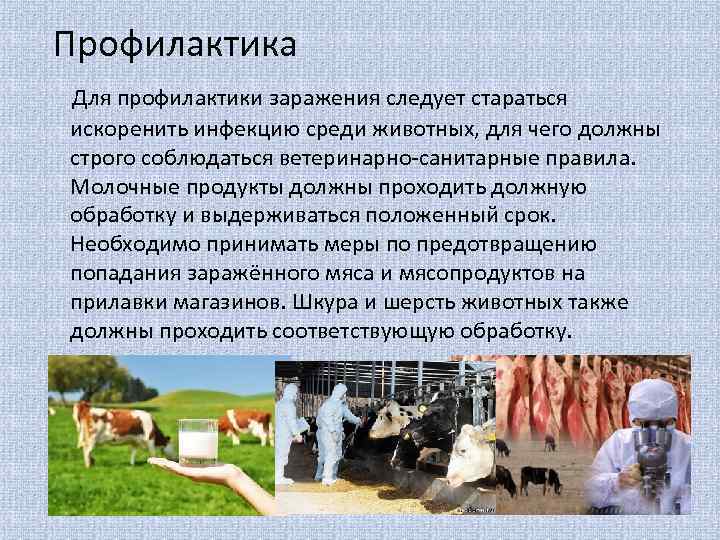 Профилактика Для профилактики заражения следует стараться искоренить инфекцию среди животных, для чего должны строго