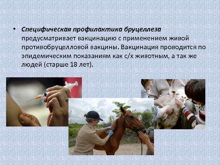  • Специфическая профилактика бруцеллеза предусматривает вакцинацию с применением живой противобруцелловой вакцины. Вакцинация проводится