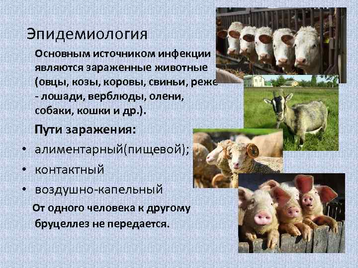 Эпидемиология Основным источником инфекции являются зараженные животные (овцы, козы, коровы, свиньи, реже - лошади,
