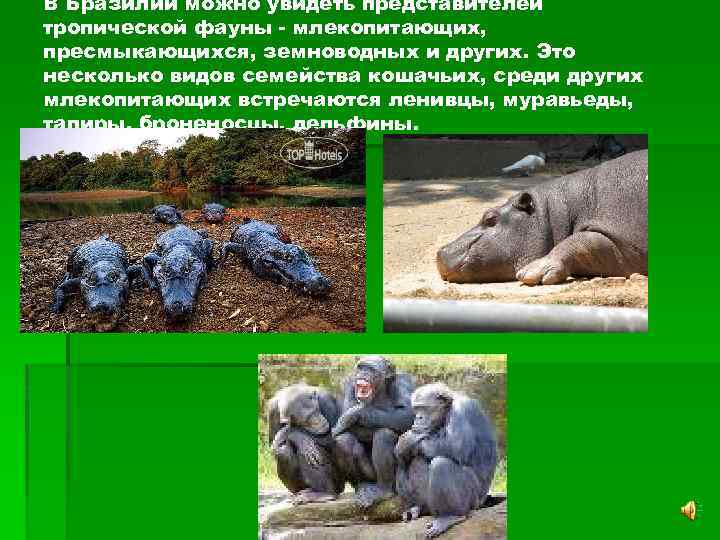 В Бразилии можно увидеть представителей тропической фауны - млекопитающих, пресмыкающихся, земноводных и других. Это